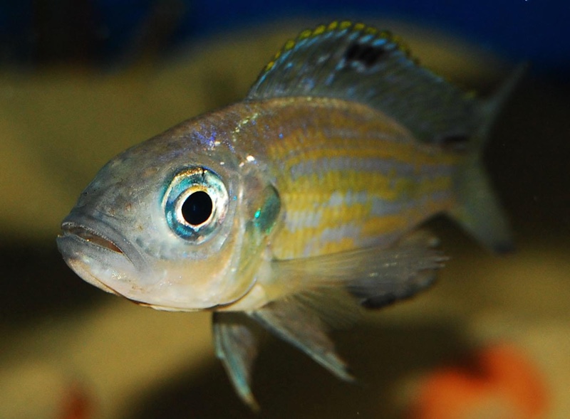 Aulonocranus dewindti